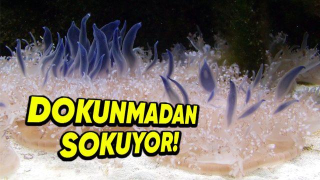 Denizanalarının Bir Türü Nasıl Oluyor da Vücudunuza Dokunmadan Sizi Sokabiliyor?