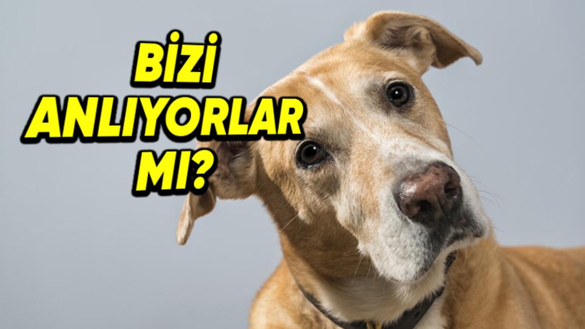 Köpekler, Onlara Söylediğimiz Kelimelerin Ne Anlama Geldiklerini Anlayıp Zihinlerinde Canlandırabiliyor mu?