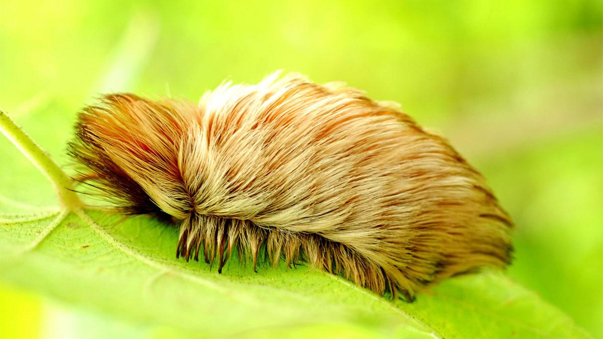 Yumuş Yumuş Görünen Bu Tüylü Kedi Tırtılını Gördüğünüz Yerde Kaçın! İyi de Neden?