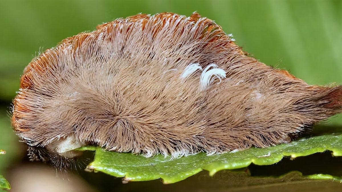 Yumuş Yumuş Görünen Bu Tüylü Kedi Tırtılını Gördüğünüz Yerde Kaçın! İyi de Neden?