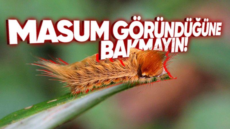 Yumuş Yumuş Görünen Bu Tüylü Kedi Tırtılını Gördüğünüz Yerde Kaçın! İyi de Neden?