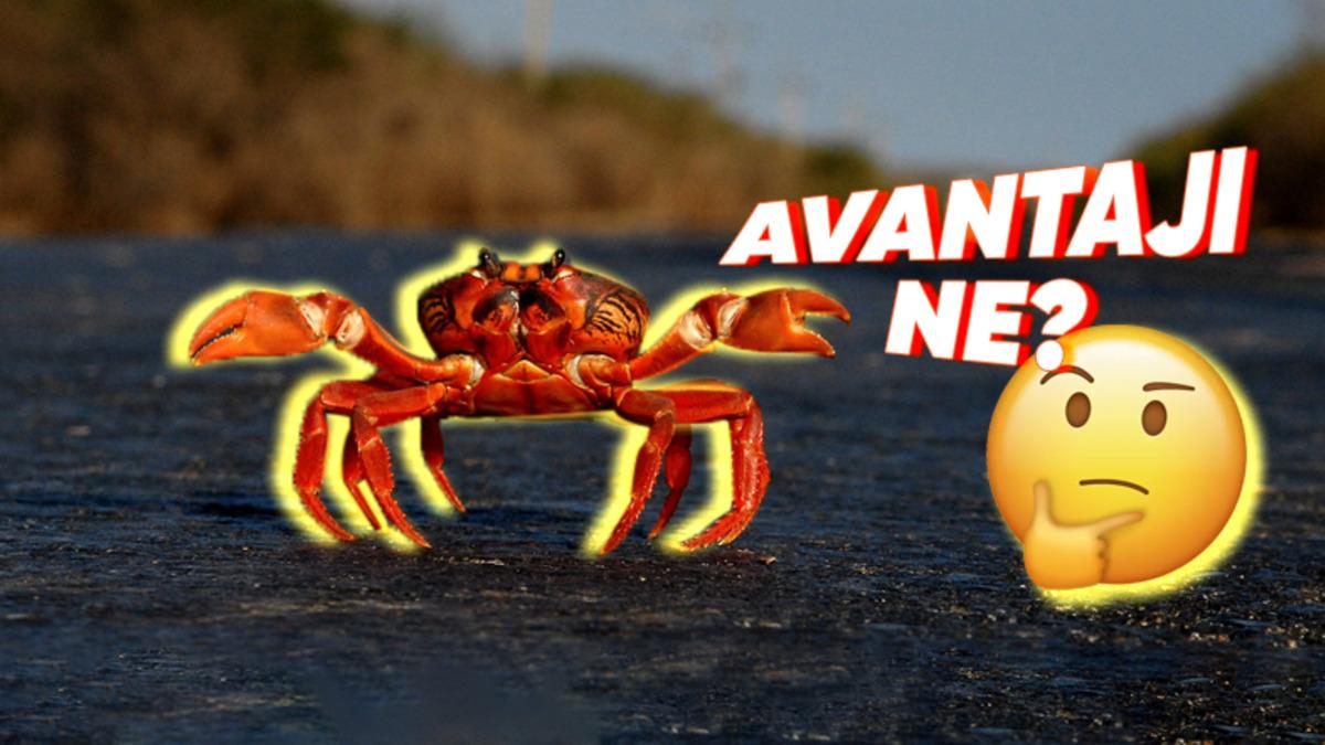 Yengeçler Neden Düz Değil de Yan Yan Yürürler?