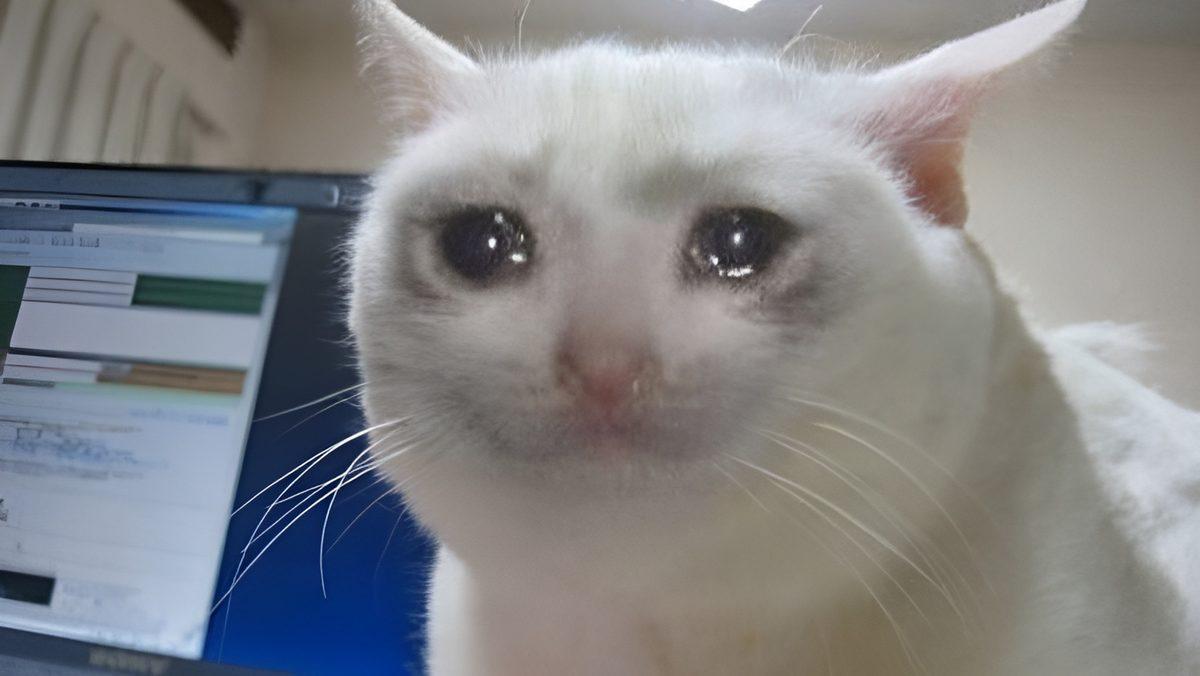 Bazen Gözlerinden Yaşlar Süzülen Kediler Gerçekten Ağlıyor mu? Öyle Bir Durumda Dikkatli Olmanız Gerek!