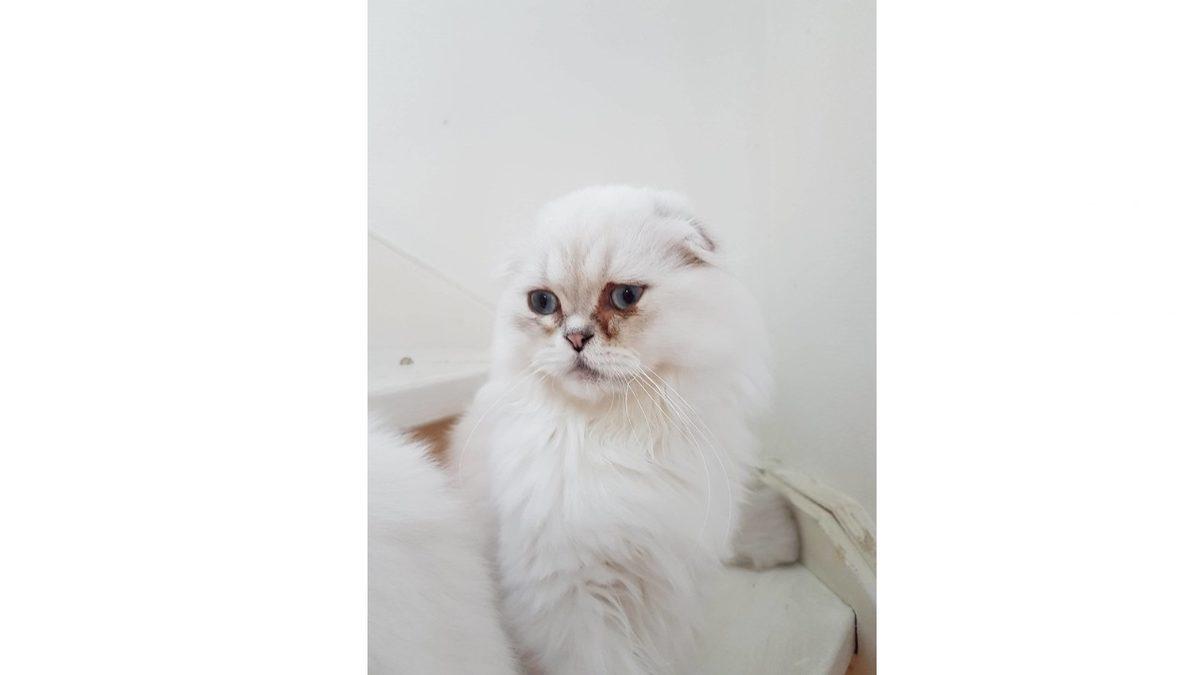 Bazen Gözlerinden Yaşlar Süzülen Kediler Gerçekten Ağlıyor mu? Öyle Bir Durumda Dikkatli Olmanız Gerek!