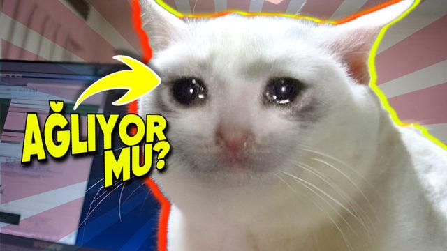 Bazen Gözlerinden Yaşlar Süzülen Kediler Gerçekten Ağlıyor mu? Öyle Bir Durumda Dikkatli Olmanız Gerek!