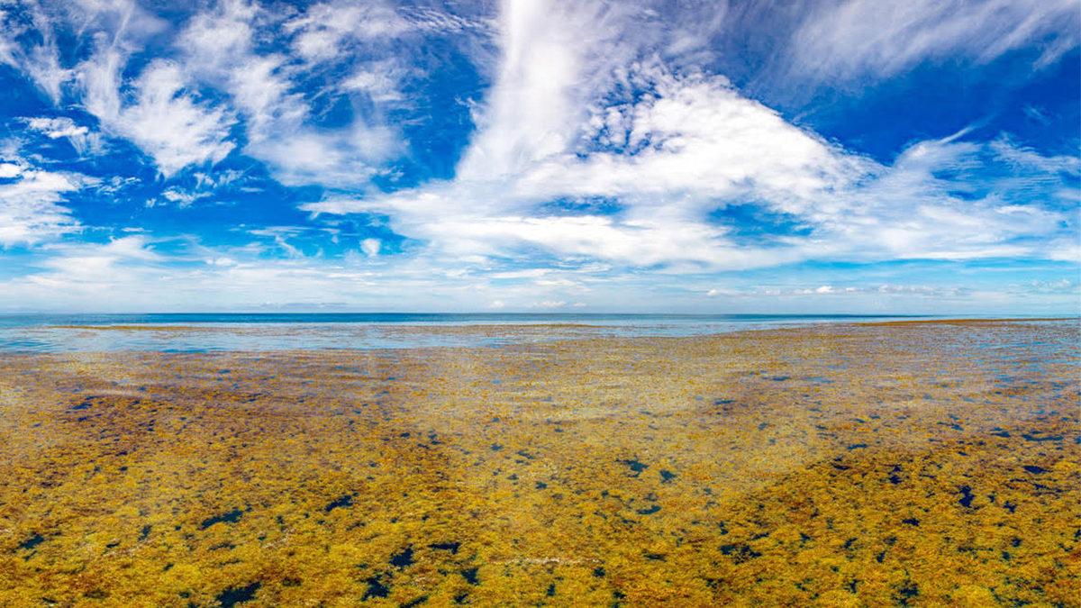 Atlantik Okyanusu’nun Batısında Bulunan Sargasso Denizi’nin Neden Sürekli Sınırları Değişiyor?