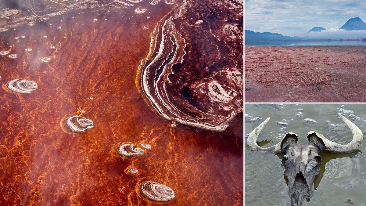 Tanzanya’da bulunan Natron Gölü Neden ‘Girenleri Taşa Dönüştüren Göl’ Olarak Biliniyor? Bilimin Bir Açıklaması Var