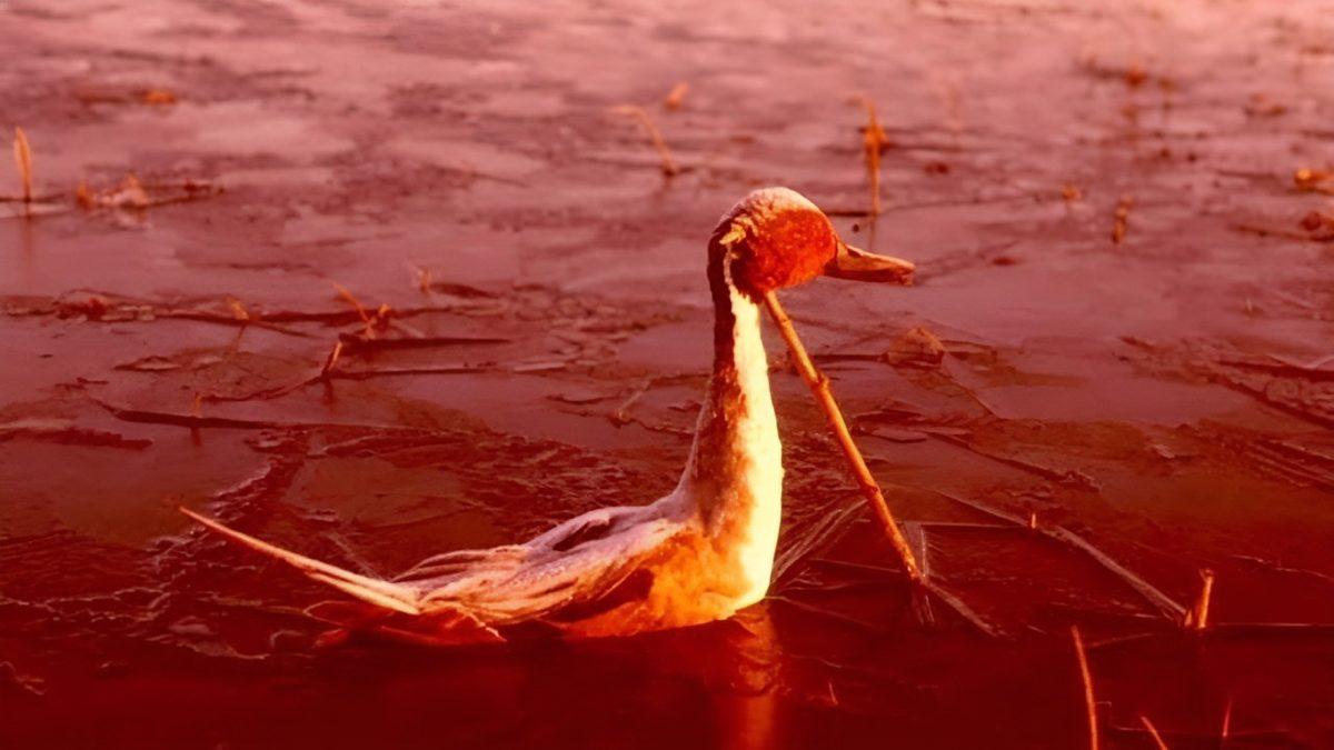Tanzanya’da bulunan Natron Gölü Neden ‘Girenleri Taşa Dönüştüren Göl’ Olarak Biliniyor? Bilimin Bir Açıklaması Var