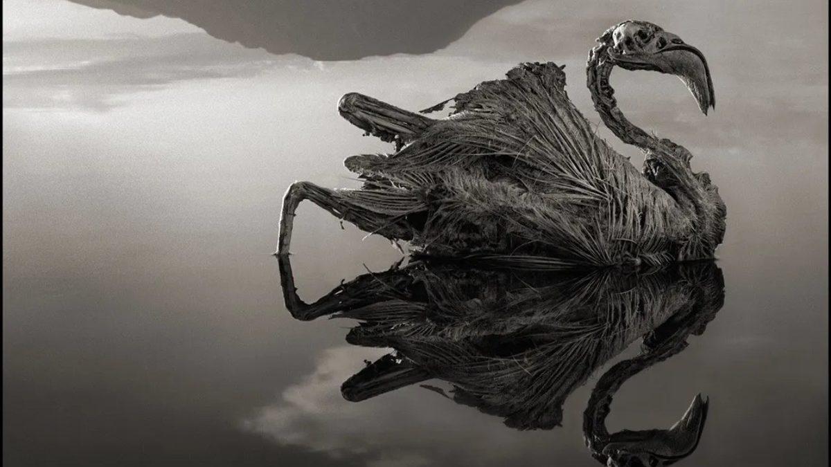 Tanzanya’da bulunan Natron Gölü Neden ‘Girenleri Taşa Dönüştüren Göl’ Olarak Biliniyor? Bilimin Bir Açıklaması Var