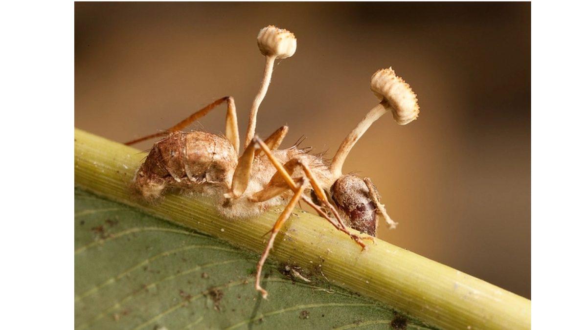 Karıncaların Zombiye Dönüşmesine Sebep Olan Mantarın Bilim Kurgu Filmlerini Aratmayan Özellikleri