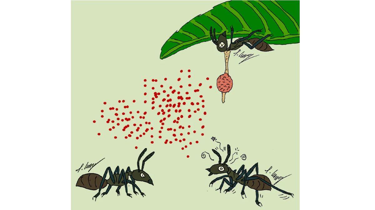 Karıncaların Zombiye Dönüşmesine Sebep Olan Mantarın Bilim Kurgu Filmlerini Aratmayan Özellikleri