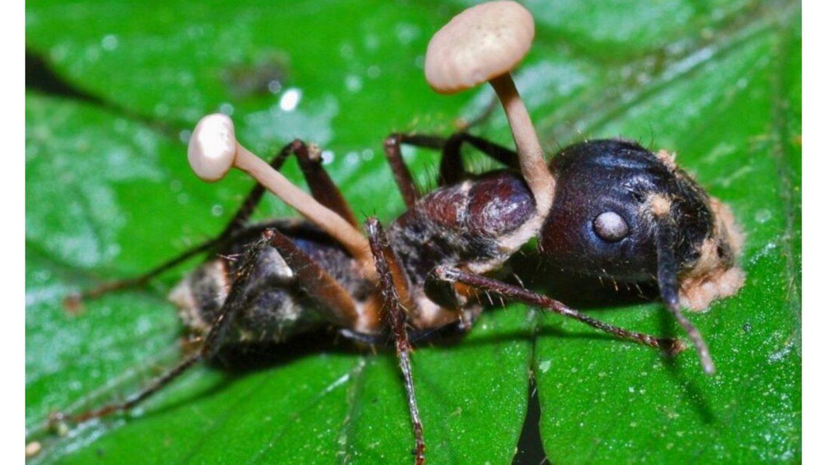 Karıncaların Zombiye Dönüşmesine Sebep Olan Mantarın Bilim Kurgu Filmlerini Aratmayan Özellikleri
