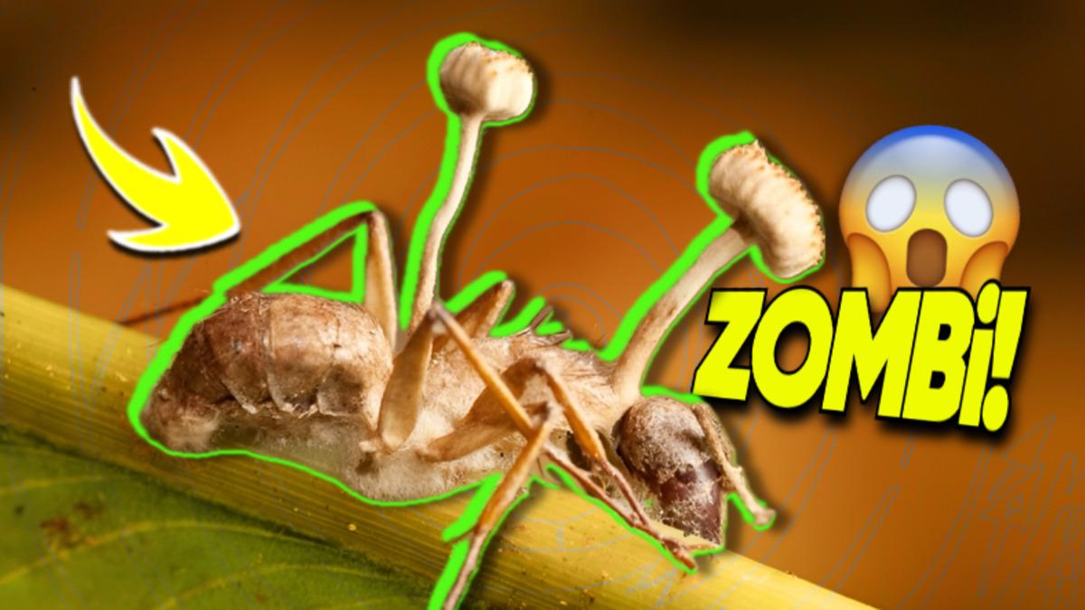 Karıncaların Zombiye Dönüşmesine Sebep Olan Mantarın Bilim Kurgu Filmlerini Aratmayan Özellikleri