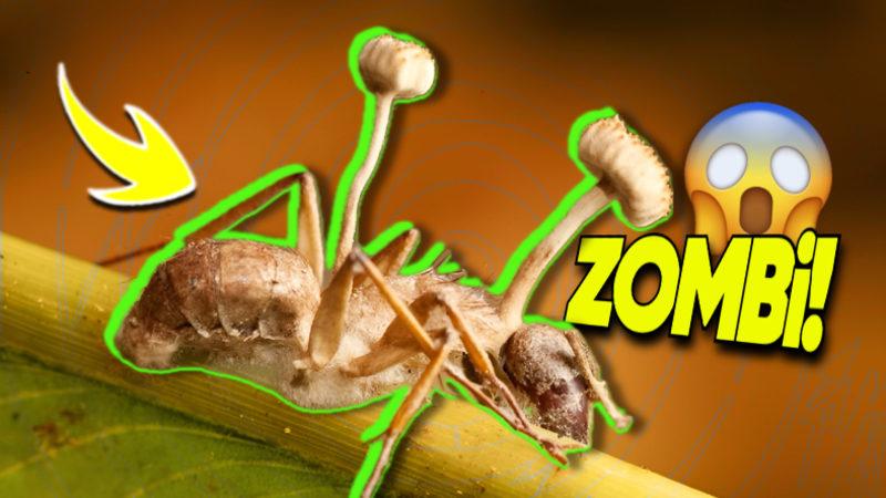 Karıncaların Zombiye Dönüşmesine Sebep Olan Mantarın Bilim Kurgu Filmlerini Aratmayan Özellikleri