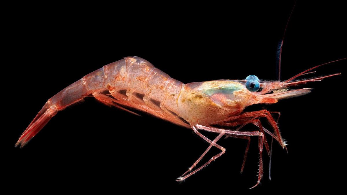 Karidesler Neden Diğer Deniz Canlıları Gibi İleriye Değil de Geriye Doğru Yüzüyorlar?