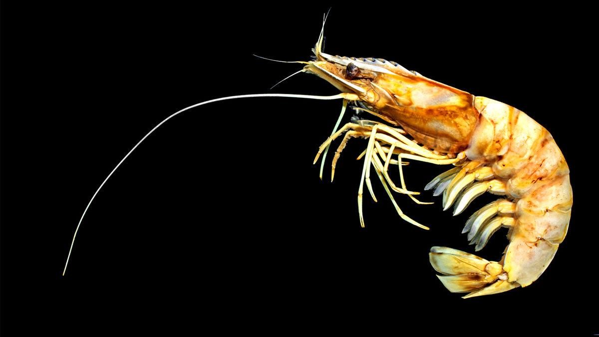 Karidesler Neden Diğer Deniz Canlıları Gibi İleriye Değil de Geriye Doğru Yüzüyorlar?