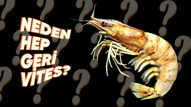 Karidesler Neden Diğer Deniz Canlıları Gibi İleriye Değil de Geriye Doğru Yüzüyorlar?