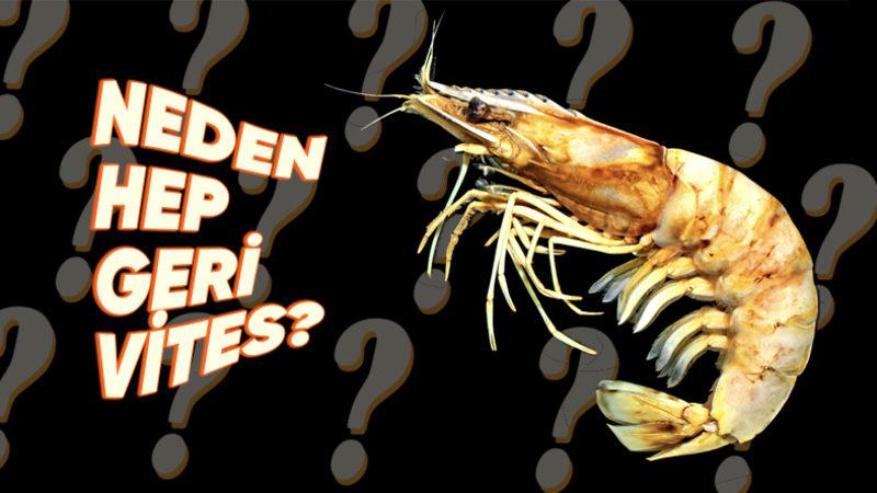 Karidesler Neden Diğer Deniz Canlıları Gibi İleriye Değil de Geriye Doğru Yüzüyorlar?