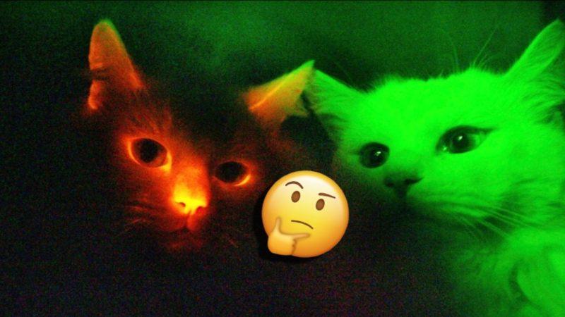 Kediler Gerçekten de Karanlıkta Aydınlık Kadar İyi Görebiliyor mu? (Evden Çıkarken Işığı Ona Göre Açık Bırakırsınız Artık.)