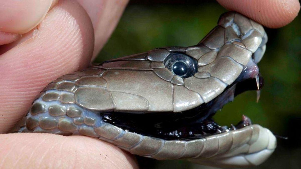 Yılan Zehri İnsanları Öldürürken, Bu Zehir Yılanın Kendisini Nasıl Öldürmez?