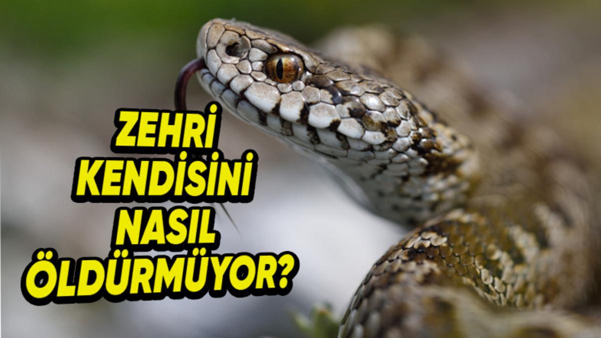 Yılan Zehri İnsanları Öldürürken, Bu Zehir Yılanın Kendisini Nasıl Öldürmez?