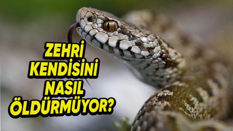 Yılan Zehri İnsanları Öldürürken, Bu Zehir Yılanın Kendisini Nasıl Öldürmez?