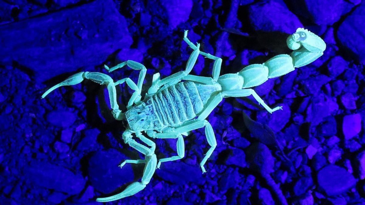 Akreplerin Karanlıkta, Tıpkı Bir Floresan Gibi Parlamasının Arkasında Hangi Sebepler Var?