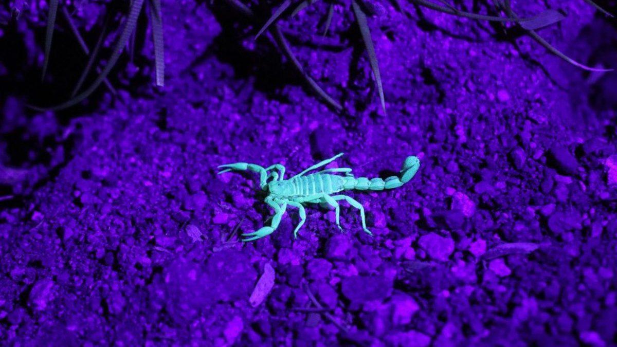 Akreplerin Karanlıkta, Tıpkı Bir Floresan Gibi Parlamasının Arkasında Hangi Sebepler Var?