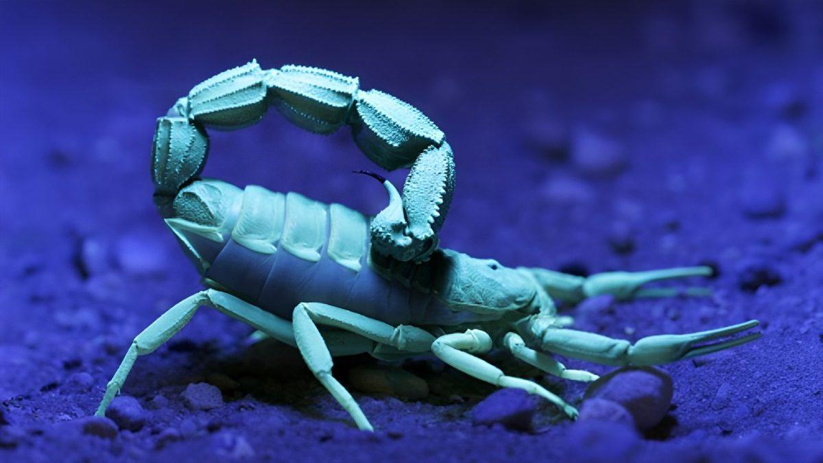 Akreplerin Karanlıkta, Tıpkı Bir Floresan Gibi Parlamasının Arkasında Hangi Sebepler Var?