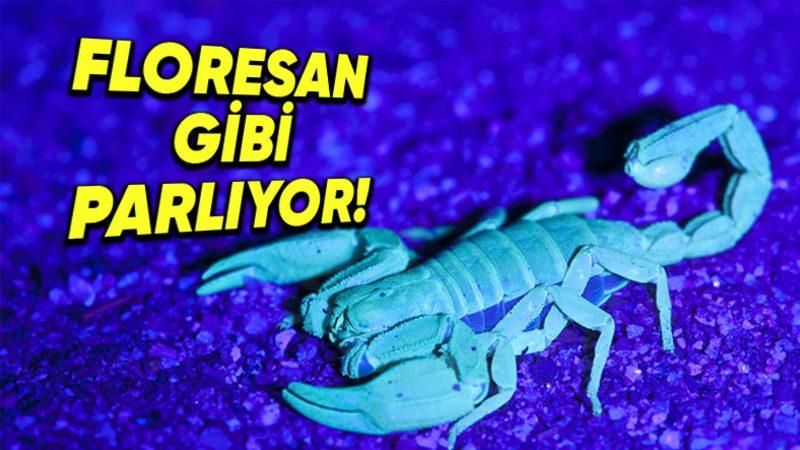 Akreplerin Karanlıkta, Tıpkı Bir Floresan Gibi Parlamasının Arkasında Hangi Sebepler Var?