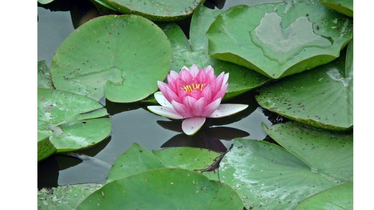 Kendine Güvenen Buraya: Birçok Kişinin Yanlış Yaptığı, Dünyanın En Kısa IQ Testi