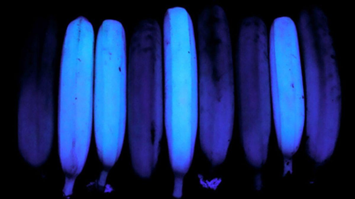 Bazı Muzlar UV Işığının Altında Neden Parıl Parıl Parlayan Fosforlu Maviye Dönüşüyor?