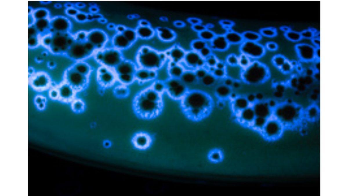 Bazı Muzlar UV Işığının Altında Neden Parıl Parıl Parlayan Fosforlu Maviye Dönüşüyor?