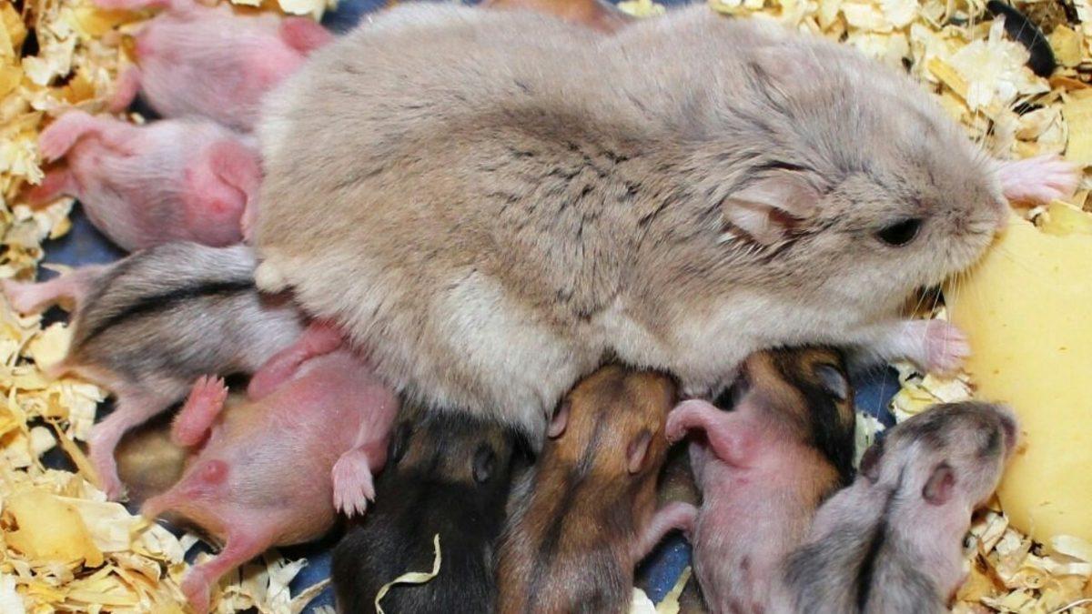 Bazı Hayvanlar Gebeliklerini Nasıl Oluyor da İstedikleri Zaman Durdurup Sonrasında Devam Ettirebiliyor?