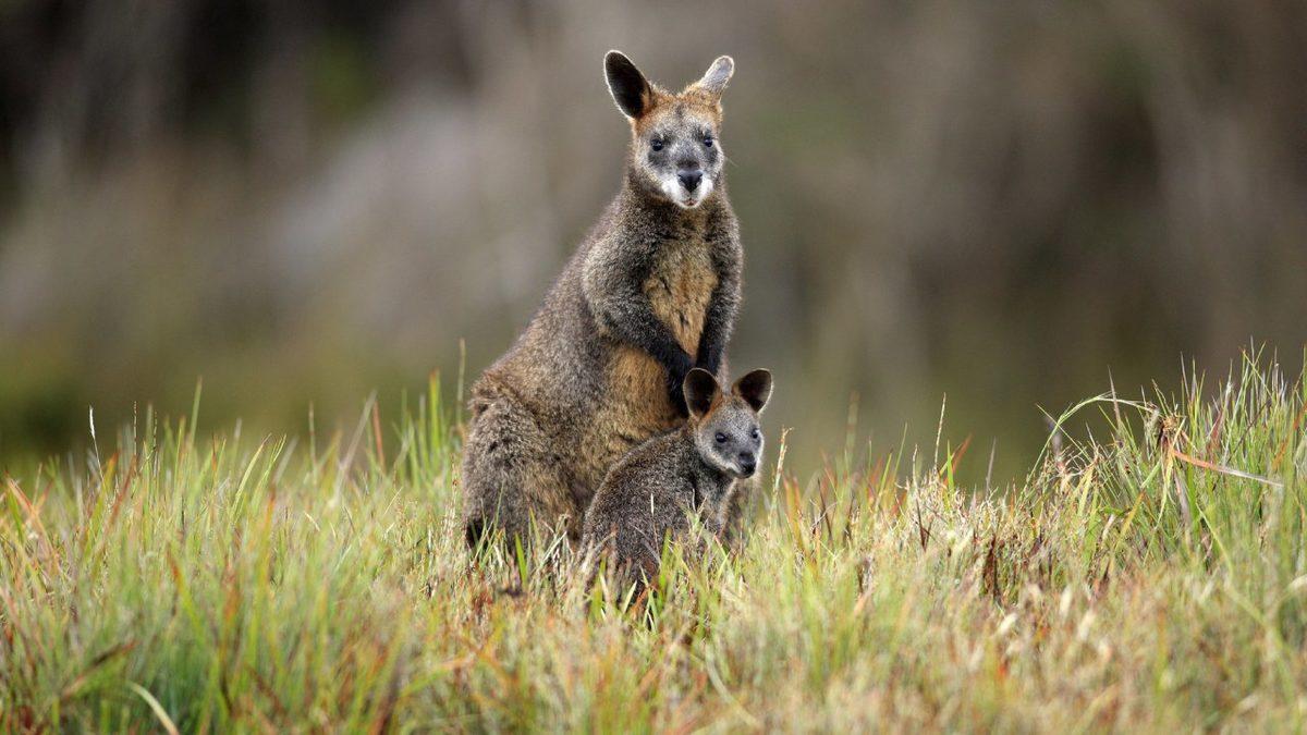 Bazı Hayvanlar Gebeliklerini Nasıl Oluyor da İstedikleri Zaman Durdurup Sonrasında Devam Ettirebiliyor?
