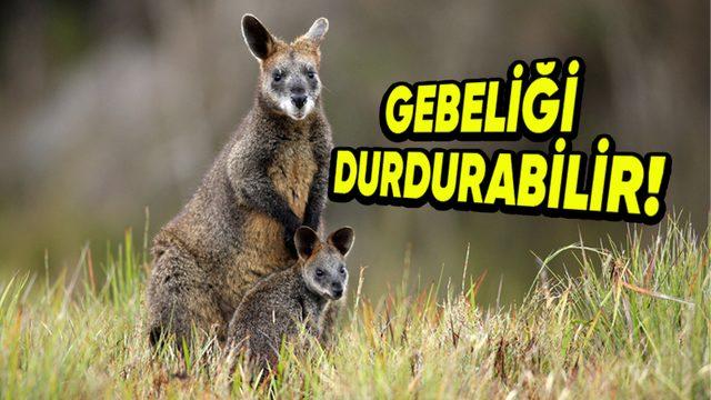 Bazı Hayvanlar Gebeliklerini Nasıl Oluyor da İstedikleri Zaman Durdurup Sonrasında Devam Ettirebiliyor?