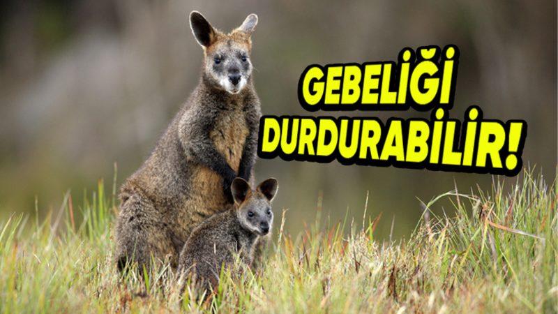Bazı Hayvanlar Gebeliklerini Nasıl Oluyor da İstedikleri Zaman Durdurup Sonrasında Devam Ettirebiliyor?