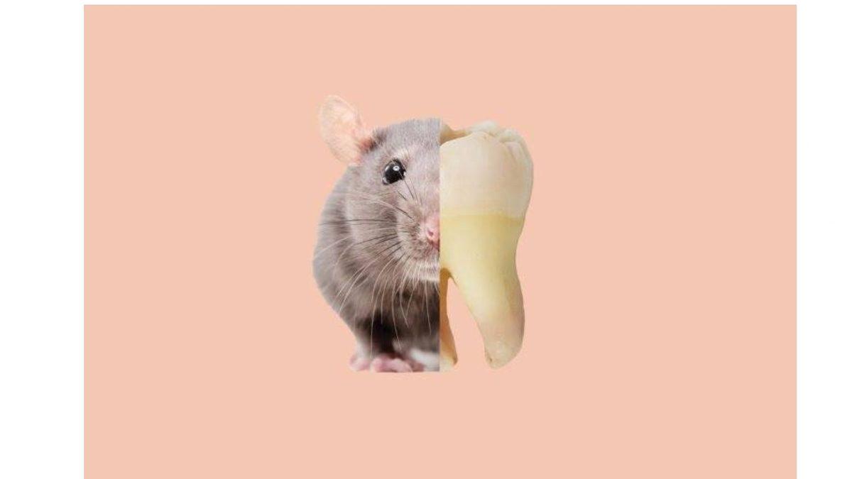 Günümüzde Olsa Linç Yerdi: Antik Mısır’da Diş Ağrısını Geçirmek İçin Kullandıkları Akılalmaz Yöntem