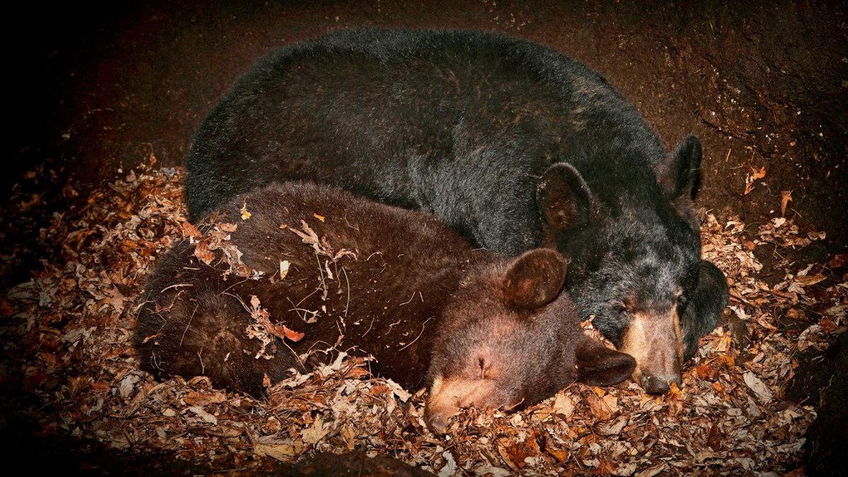 Hayvanlar, Aylar Süren Kış Uykusunda Yemek Yemeden Hayatta Kalmayı Nasıl Başarıyor?