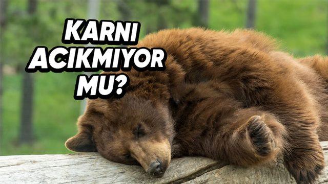 Hayvanlar, Aylar Süren Kış Uykusunda Yemek Yemeden Hayatta Kalmayı Nasıl Başarıyor?