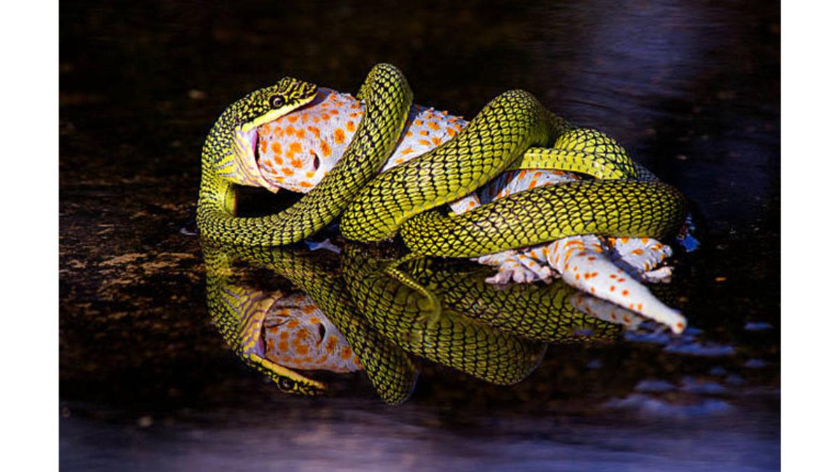 Yılanlar Nasıl Oluyor da Kendilerinden Tonlarca Büyük Şeyleri Sindirebiliyorlar?