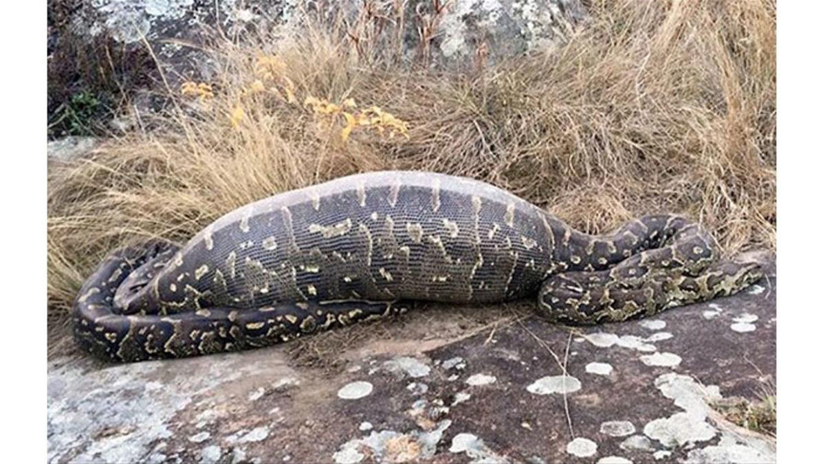 Yılanlar Nasıl Oluyor da Kendilerinden Tonlarca Büyük Şeyleri Sindirebiliyorlar?