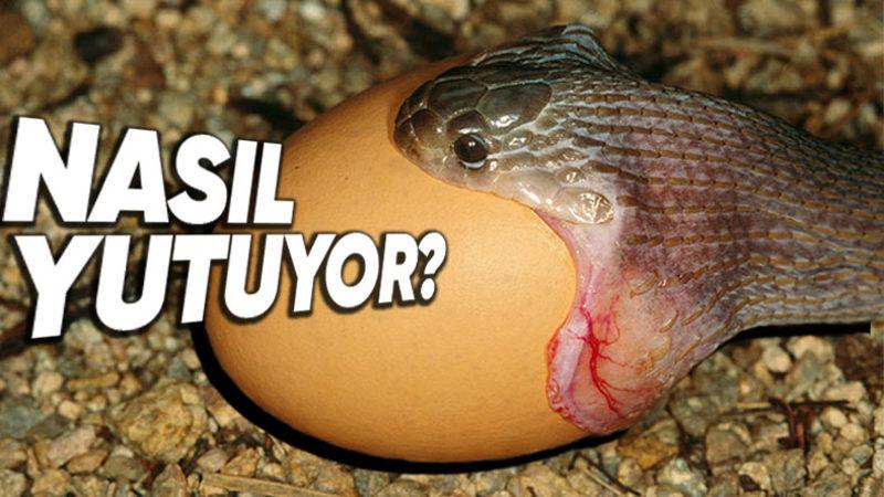Yılanlar Nasıl Oluyor da Kendilerinden Tonlarca Büyük Şeyleri Sindirebiliyorlar?