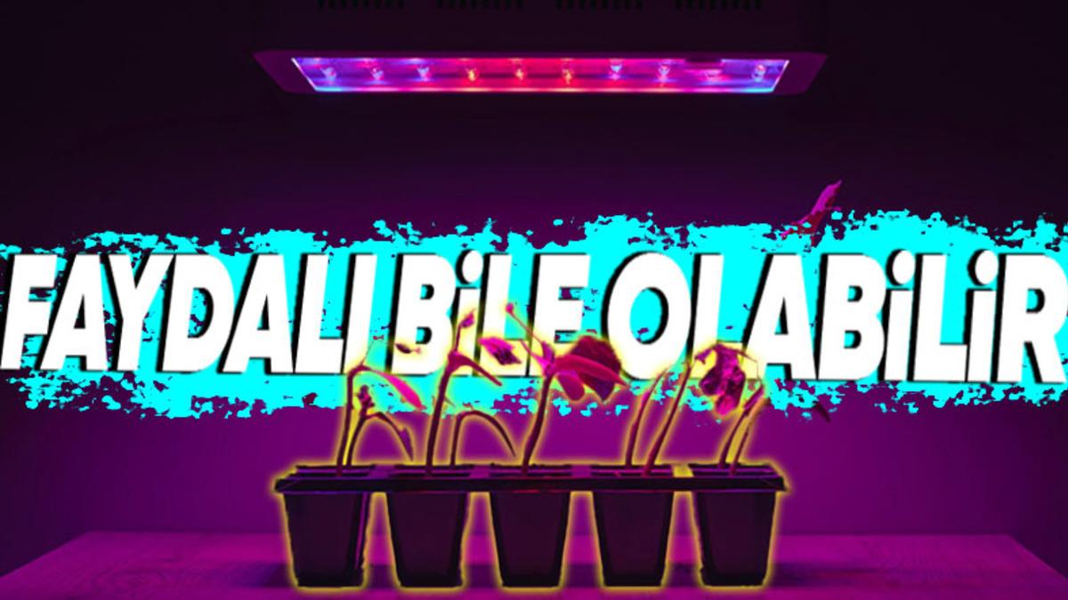 Bitkiler, Bizler İçin Cildimize Zarar Verebilecek Kadar Tehlikeli Olan UV Işınlarından Nasıl Zarar Görmüyor?