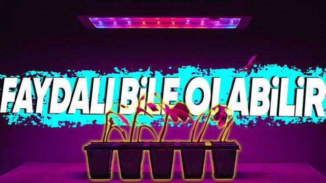 Bitkiler, Bizler İçin Cildimize Zarar Verebilecek Kadar Tehlikeli Olan UV Işınlarından Nasıl Zarar Görmüyor?