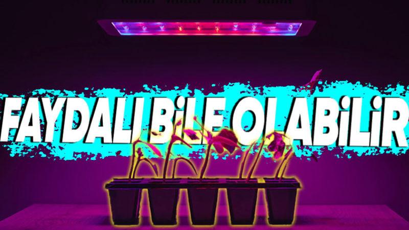 Bitkiler, Bizler İçin Cildimize Zarar Verebilecek Kadar Tehlikeli Olan UV Işınlarından Nasıl Zarar Görmüyor?