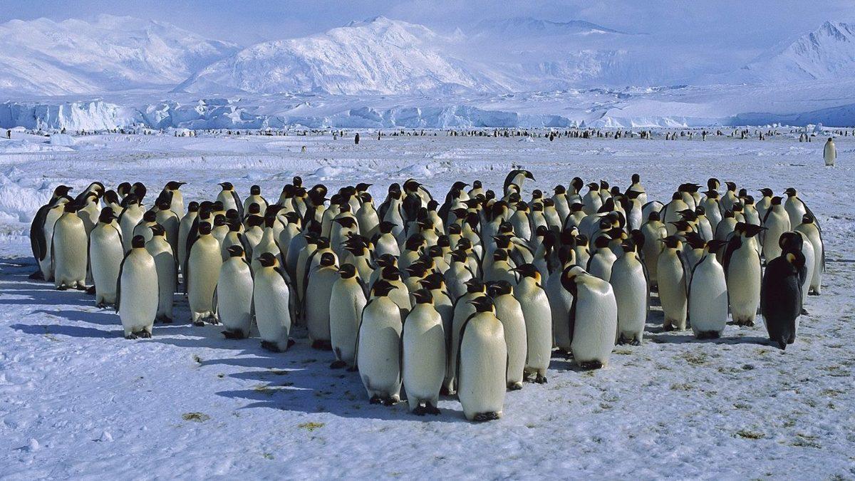 Penguenler Neden Belirli Aralıklarla Toplanıp Öylece Beklerler?