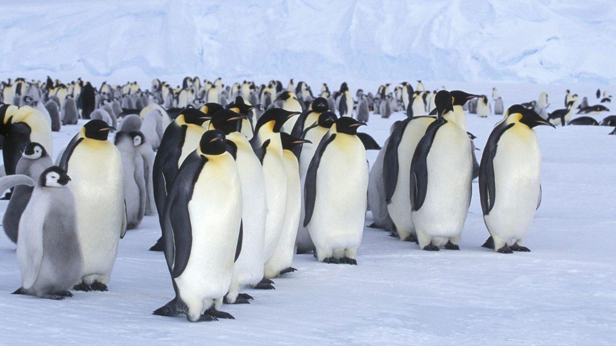 Penguenler Neden Belirli Aralıklarla Toplanıp Öylece Beklerler?