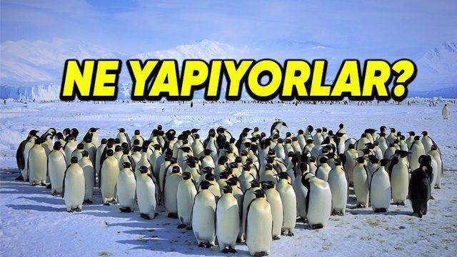Penguenler Neden Belirli Aralıklarla Toplanıp Öylece Beklerler?