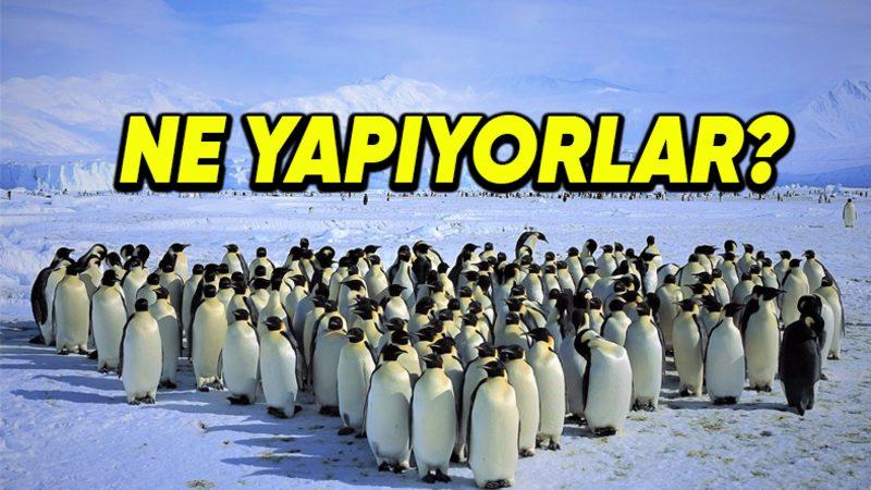 Penguenler Neden Belirli Aralıklarla Toplanıp Öylece Beklerler?